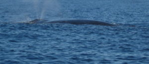 whale-9-c